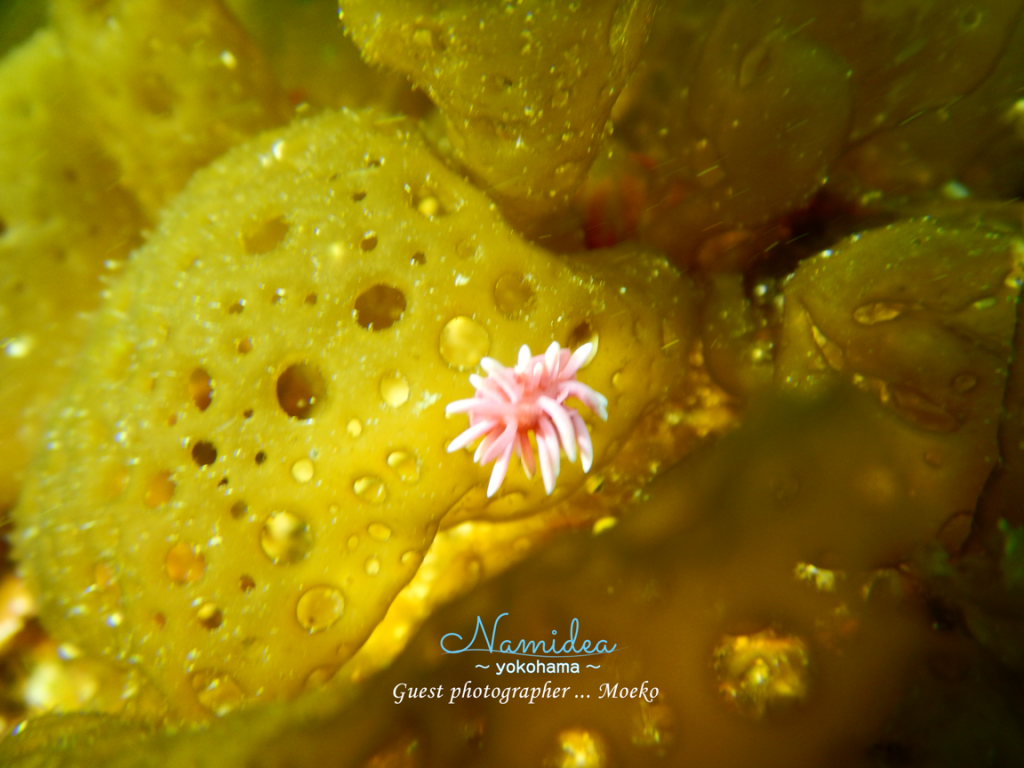 平沢のヒロウミウシ