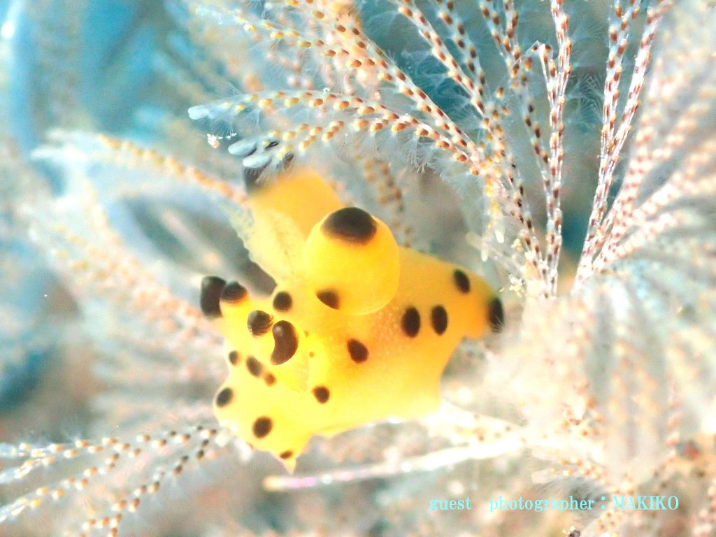 大瀬崎　カンナツノザヤウミウシ