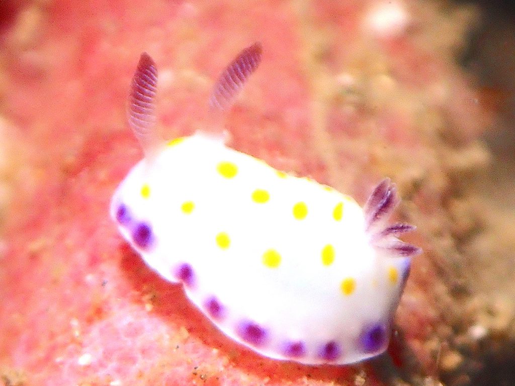 コモンウミウシ　平沢ビーチ