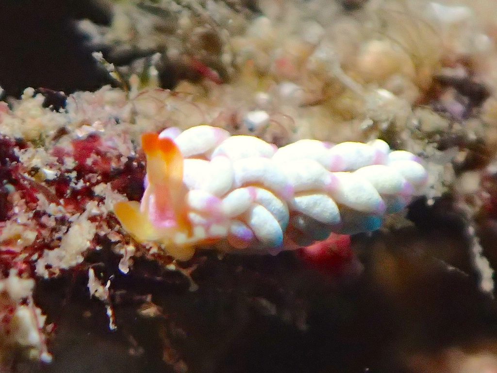 ウミウシ　平沢ビーチ