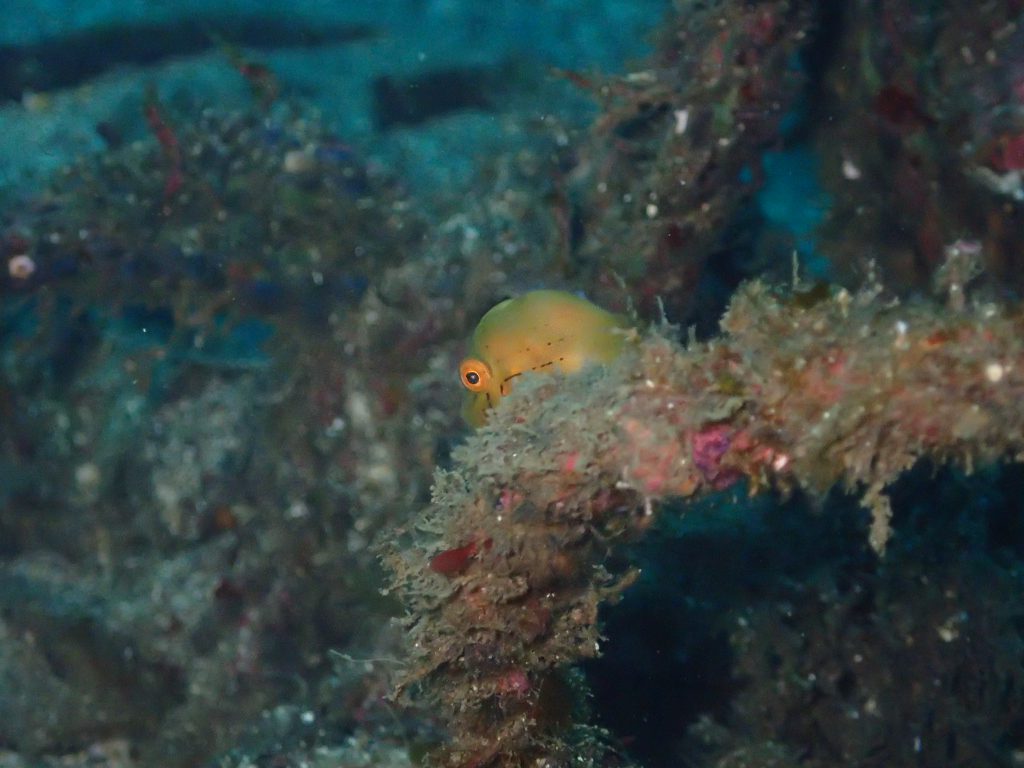 アオサハギ　江の浦