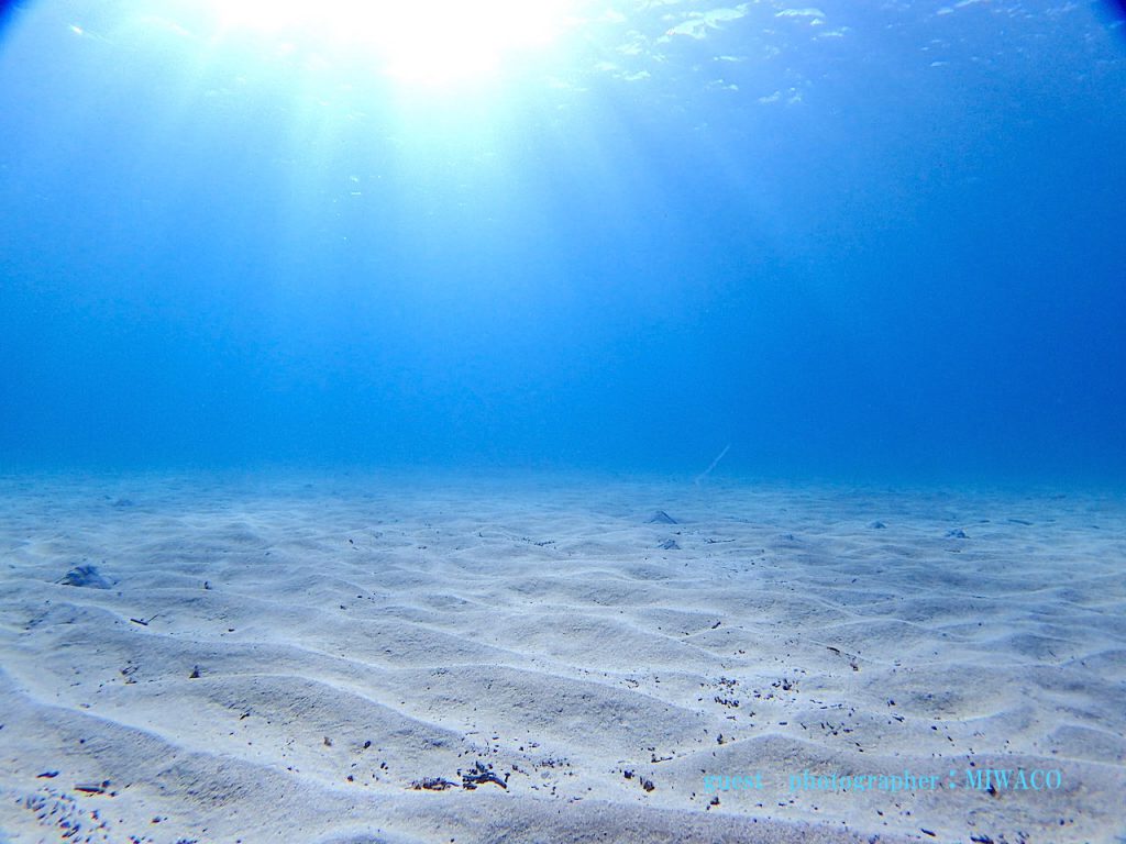 Namidea ナミディア