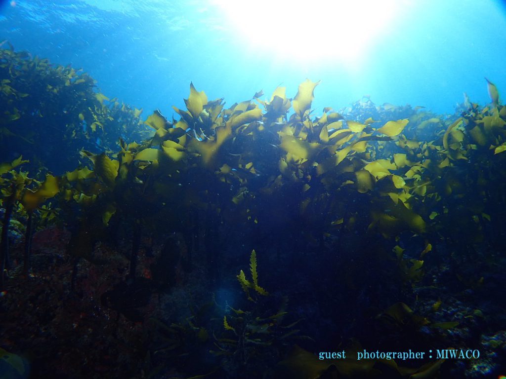 海中林 須崎の海藻