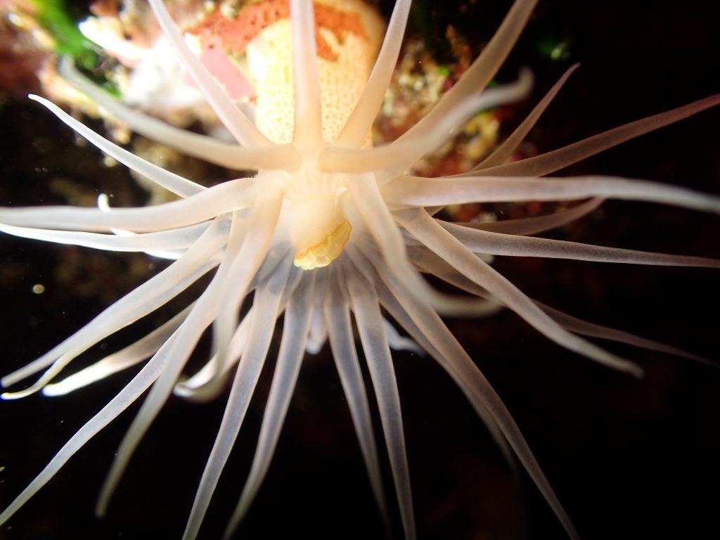 カワリギンチャク　伊豆海洋公園にて