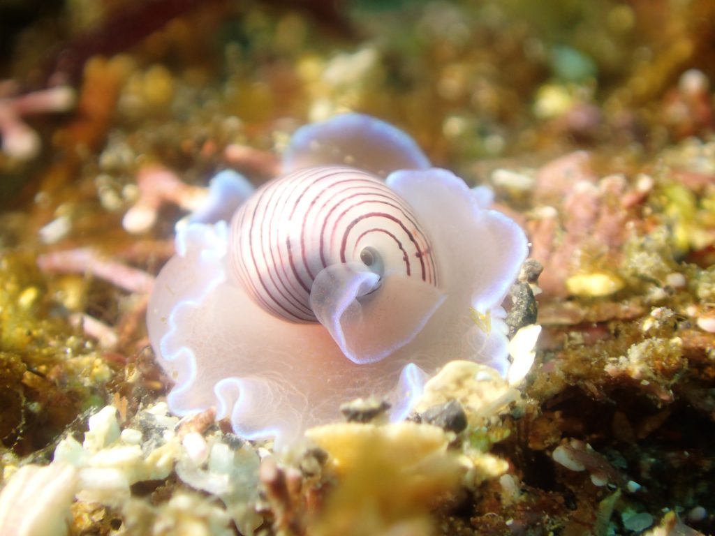 ミズガイ　伊豆海洋公園にて