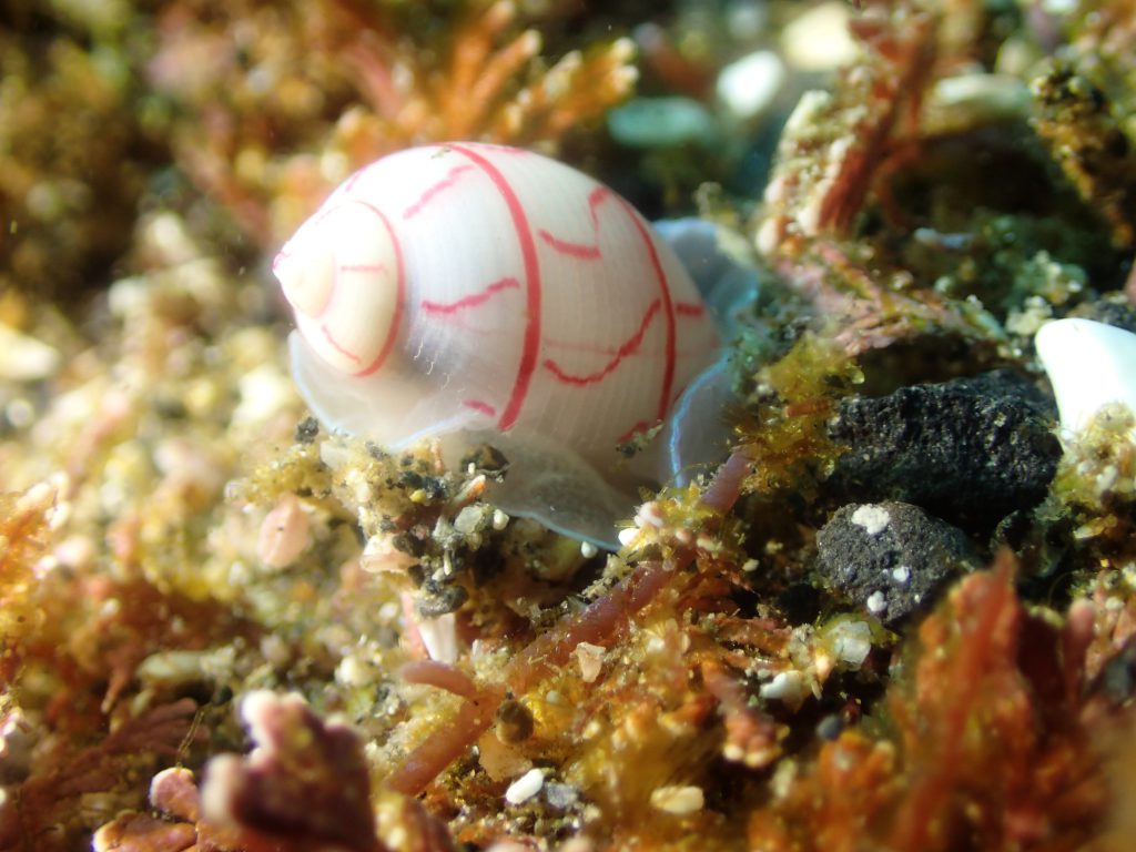 ベニシボリガイ