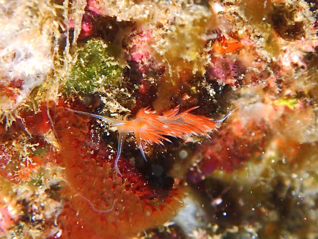 アカエラミノウミウシ　平沢