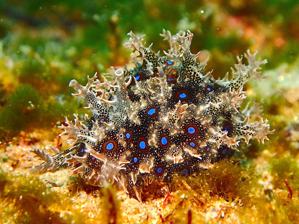 フレリトゲアメフラシ