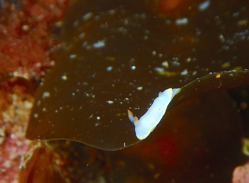 平沢ビーチのシラユキウミウシ