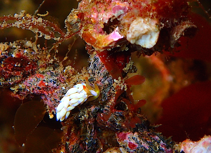 ウミウシ　平沢ビーチ