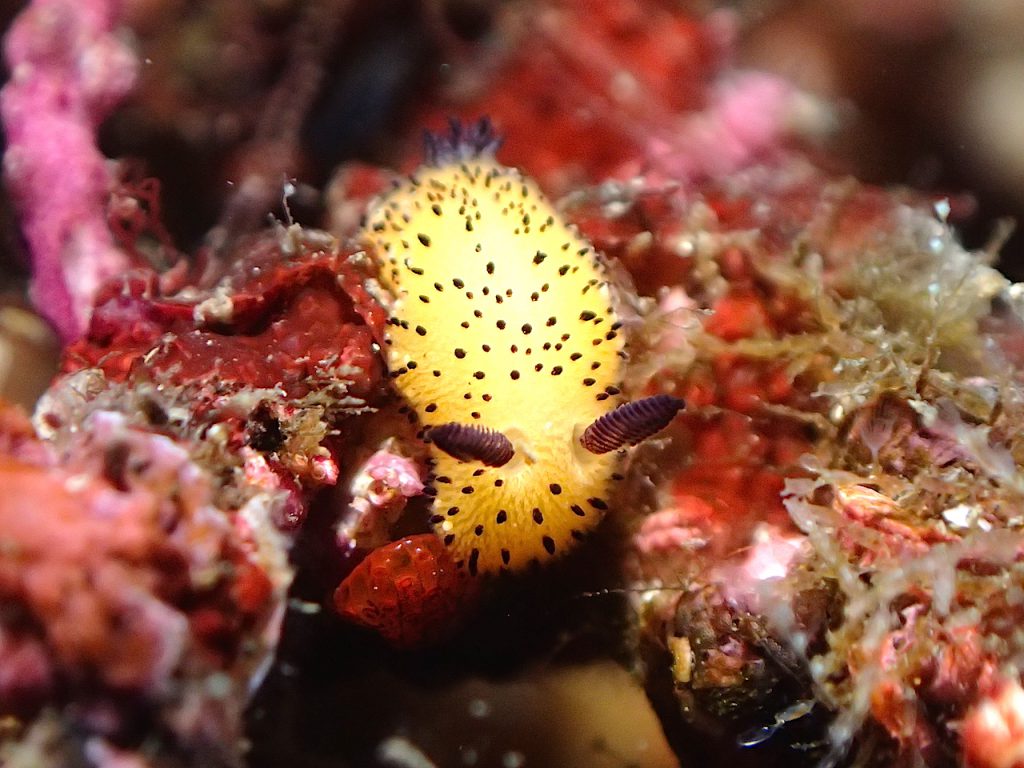 ゴマフビロードウミウシ