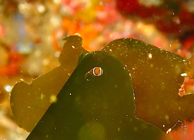 エンジェルダンゴ　天使の輪