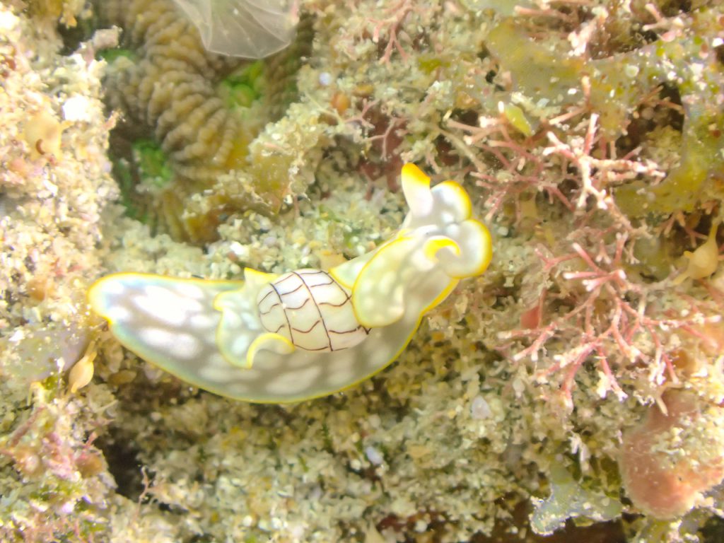 コンシボリガイ　平沢ビーチ