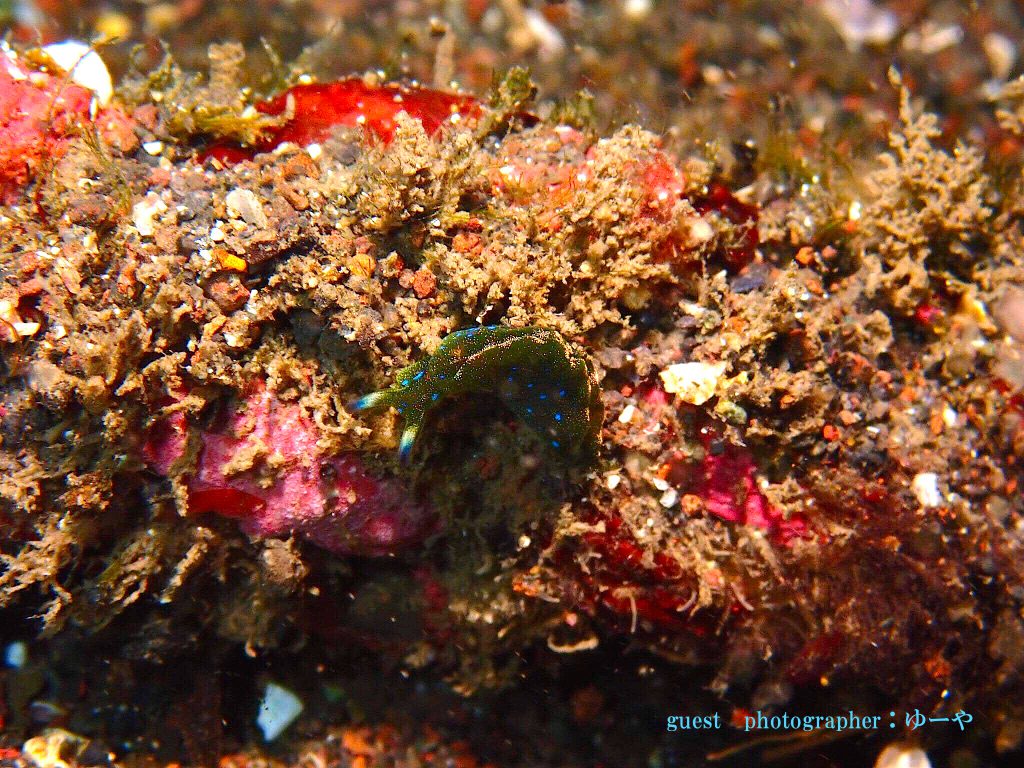 アオボシミドリガイ