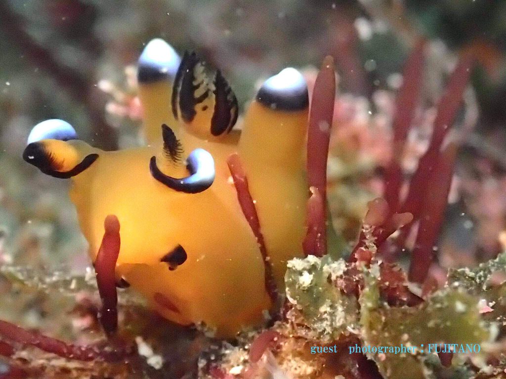 ピカチュー ウデフリツノザヤウミウシ