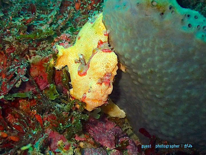 大きなイロカエルアンコウ