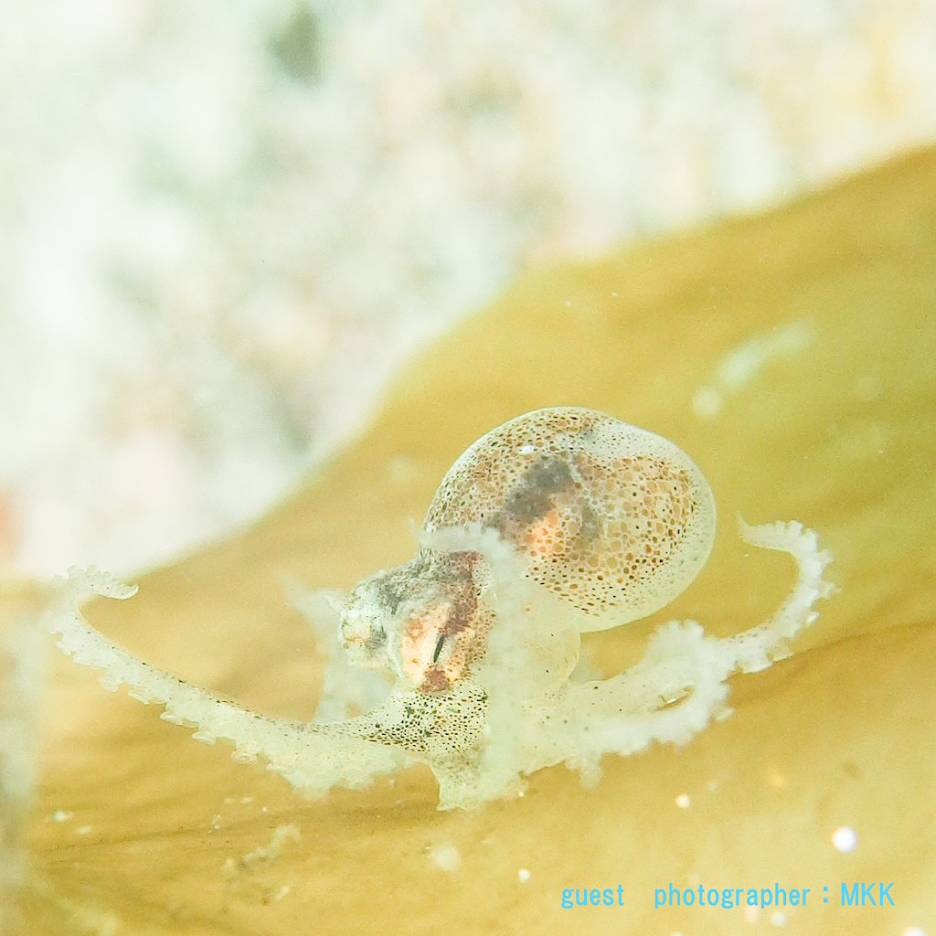 平沢ビーチのタコ