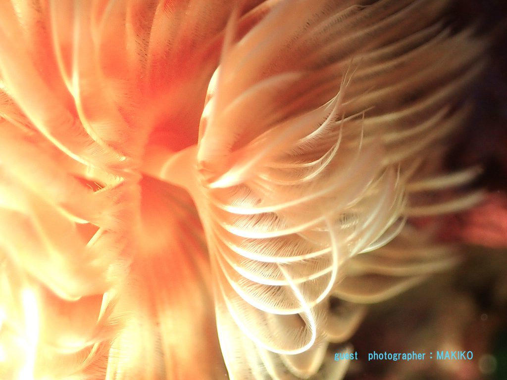 伊豆大島　秋の浜 オオナガレハナカンザシ