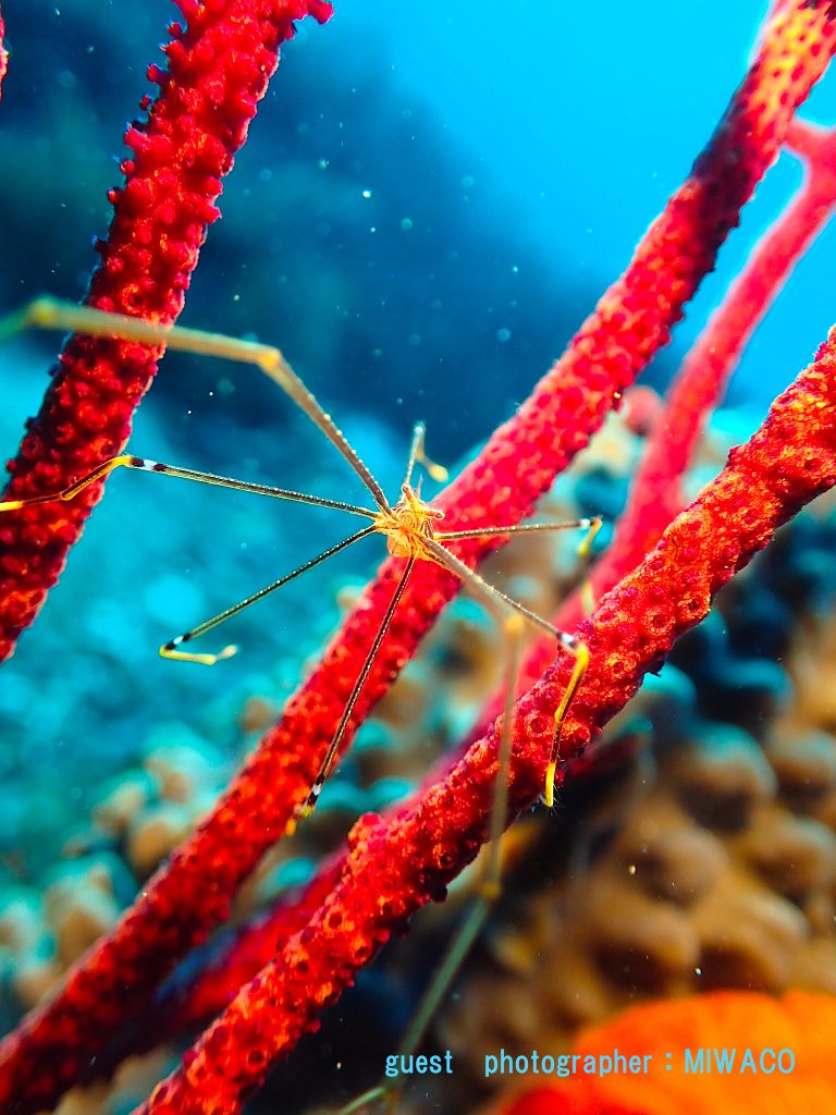 オルトマンワラエビ