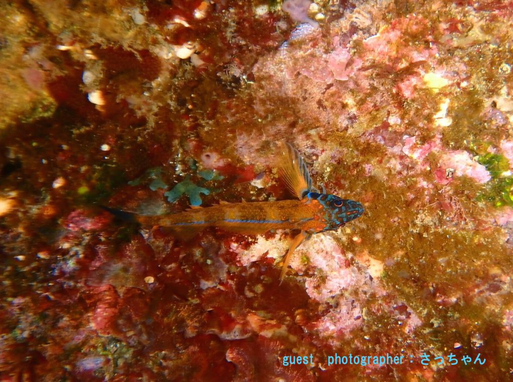伊豆大島のヒメギンポ