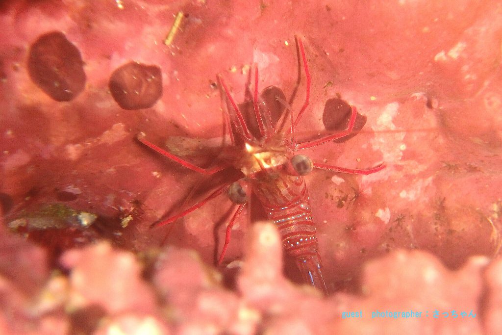 初めての大島　秋の浜ダイビング サラサエビ