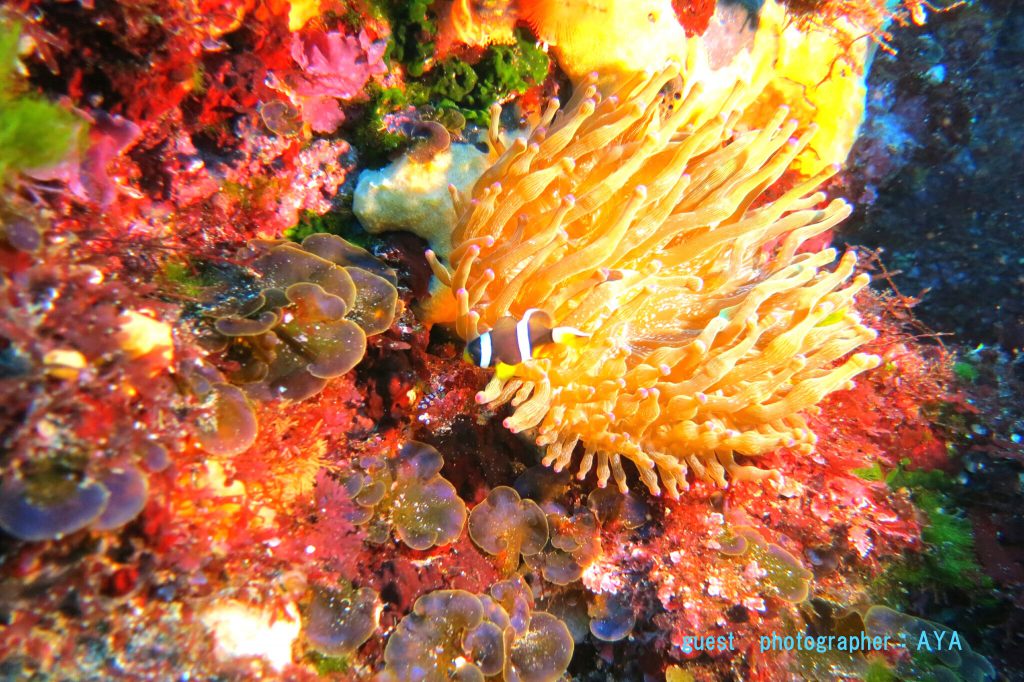 伊豆大島のクマノミ