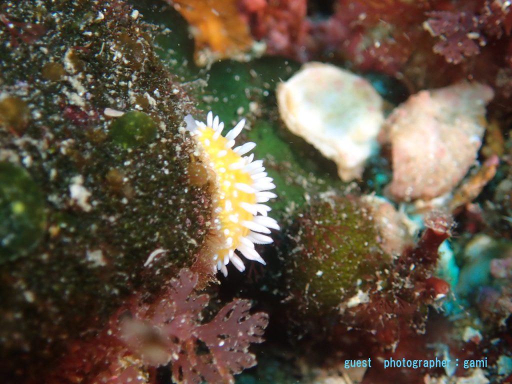 伊東ボート イガグリウミウシ