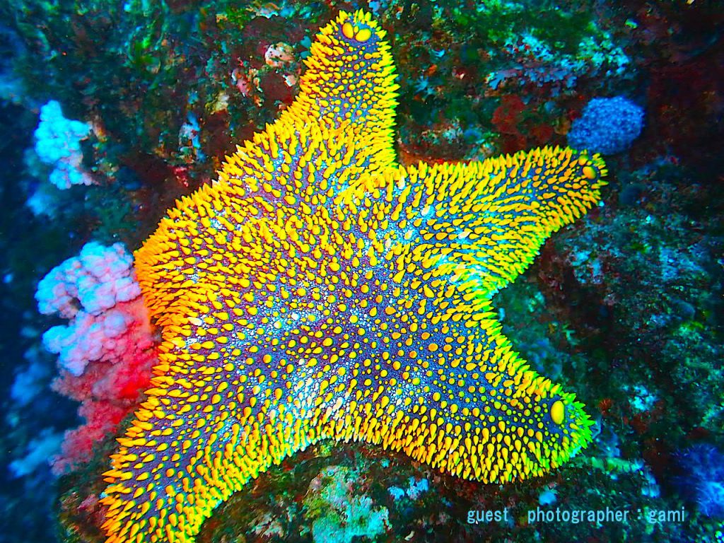 伊東ボート ヒトデ