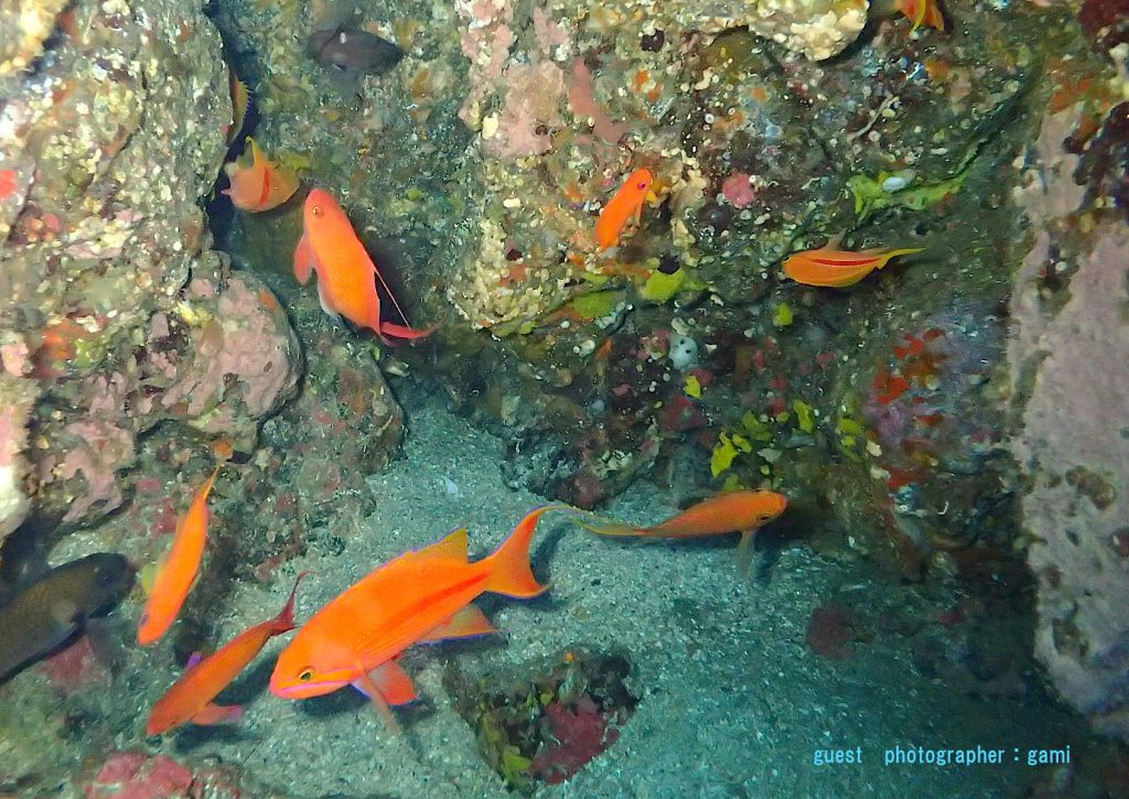 Namidea スジハナダイ