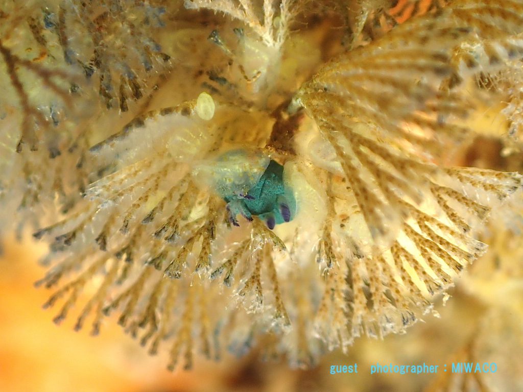 伊東ボート ウミウシ