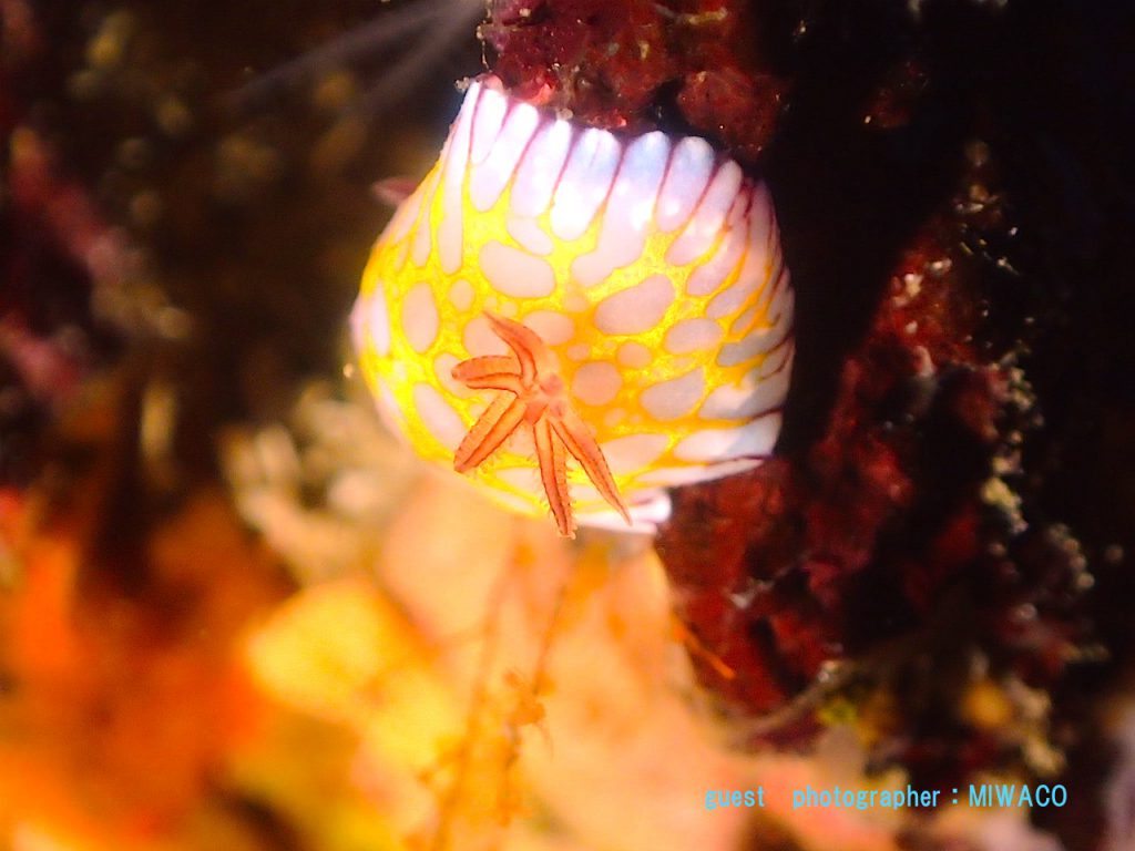 白根 ボブサンウミウシ