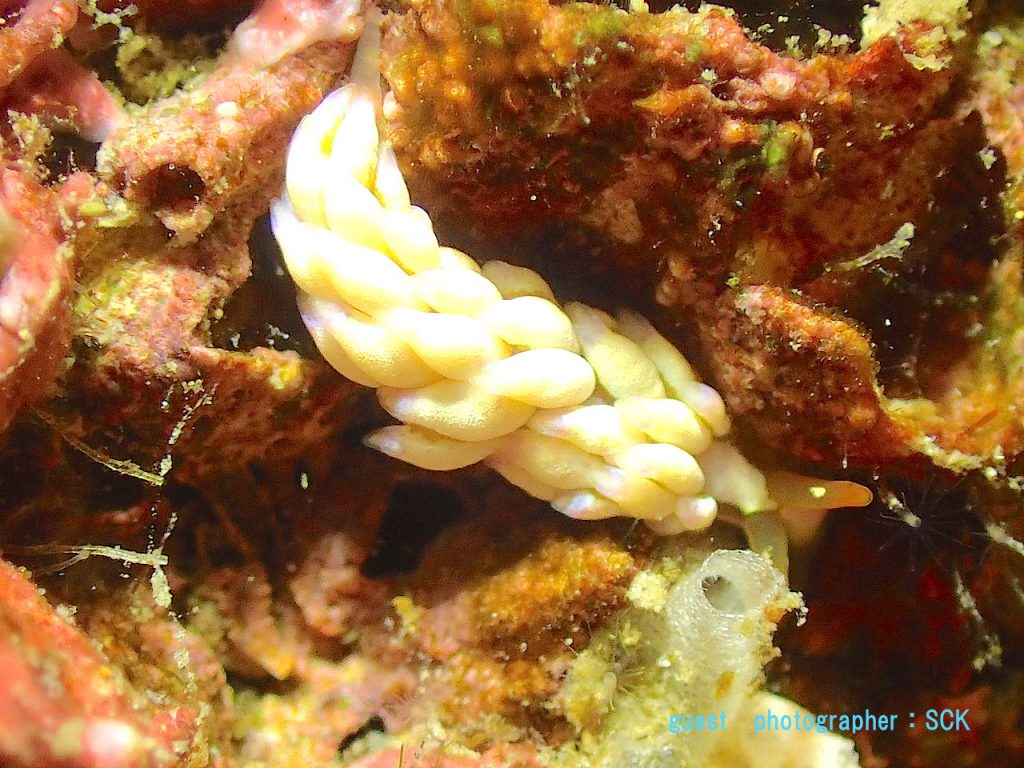 ウミウシ　平沢ツアー