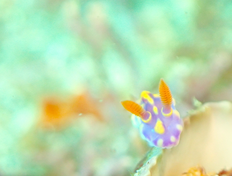 ウミウシダイブツアー