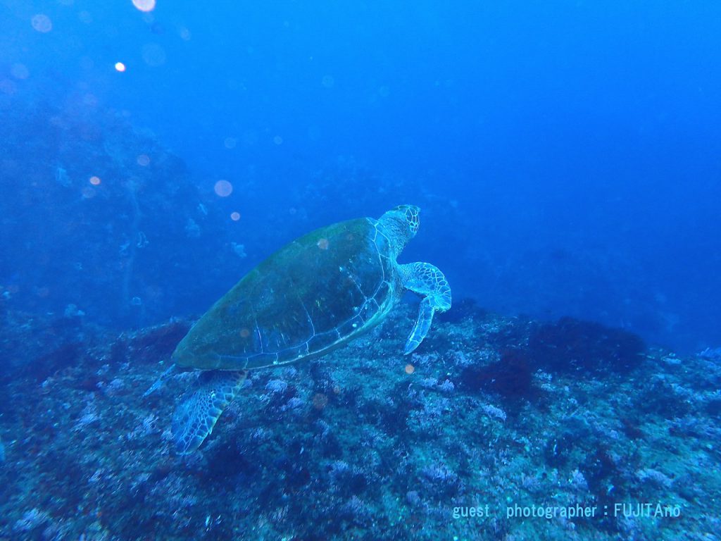 北川ボート　カメ
