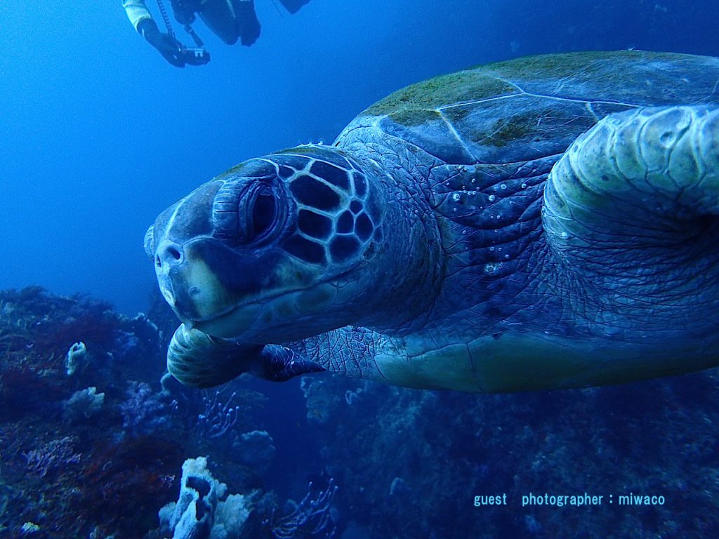 Namidea 北川ボートダイビング　亀