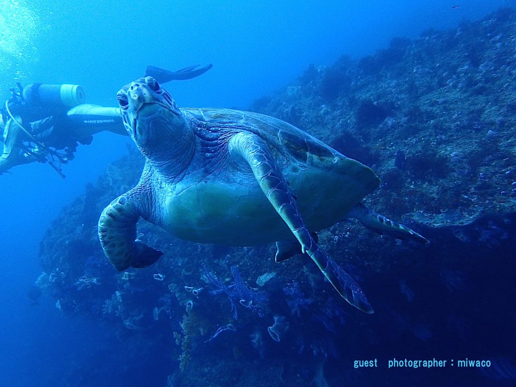 北川ボート　カメ