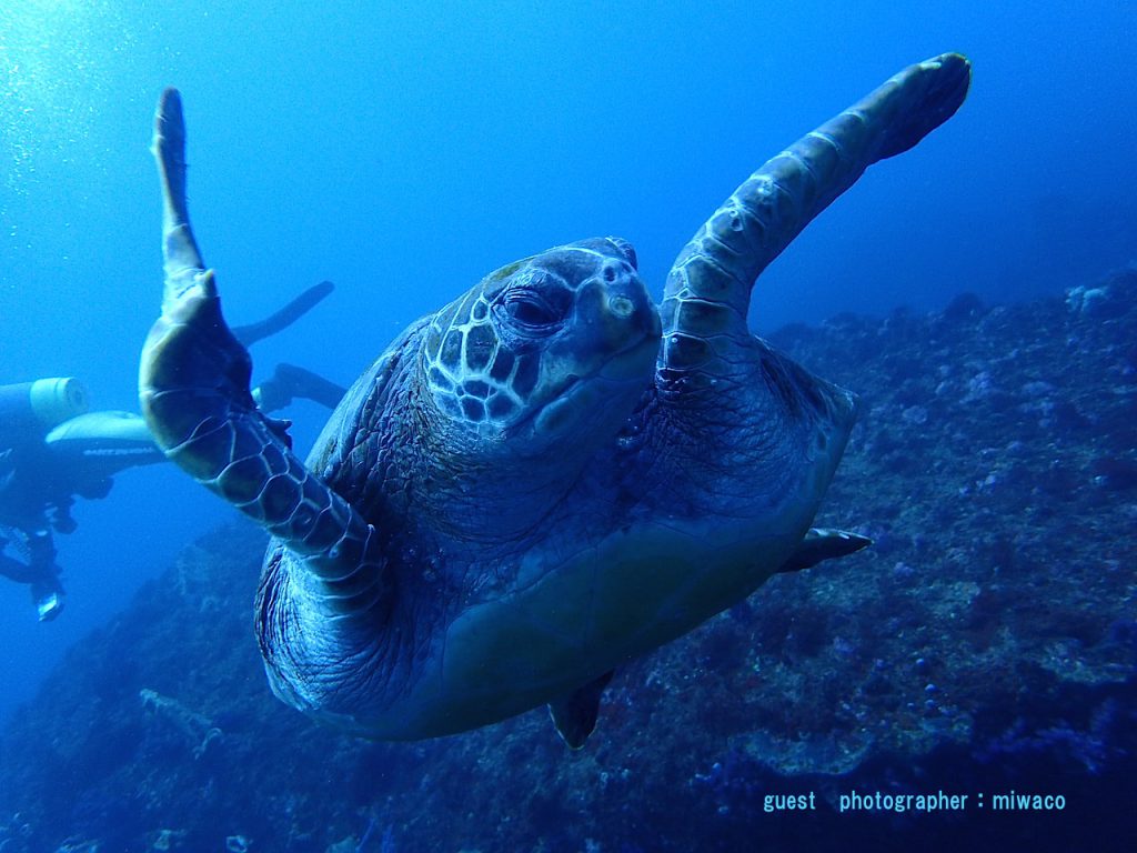 Namidea 北川ボートダイビング　カメ
