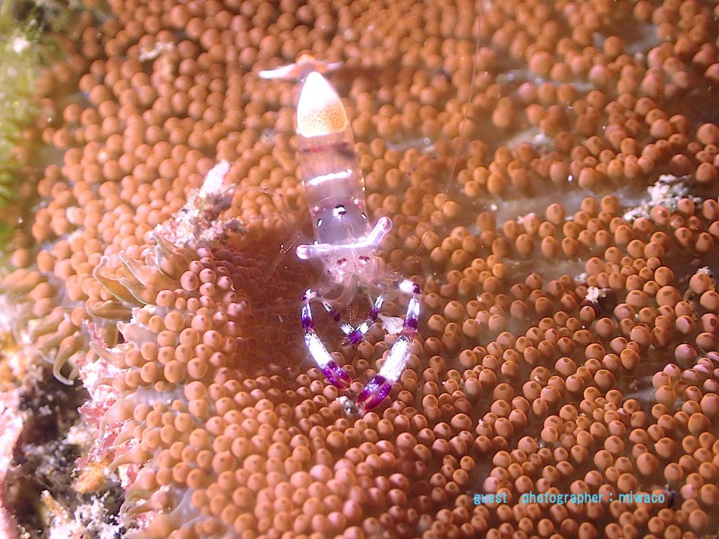 北川ダイビング　アカホシカクレエビ