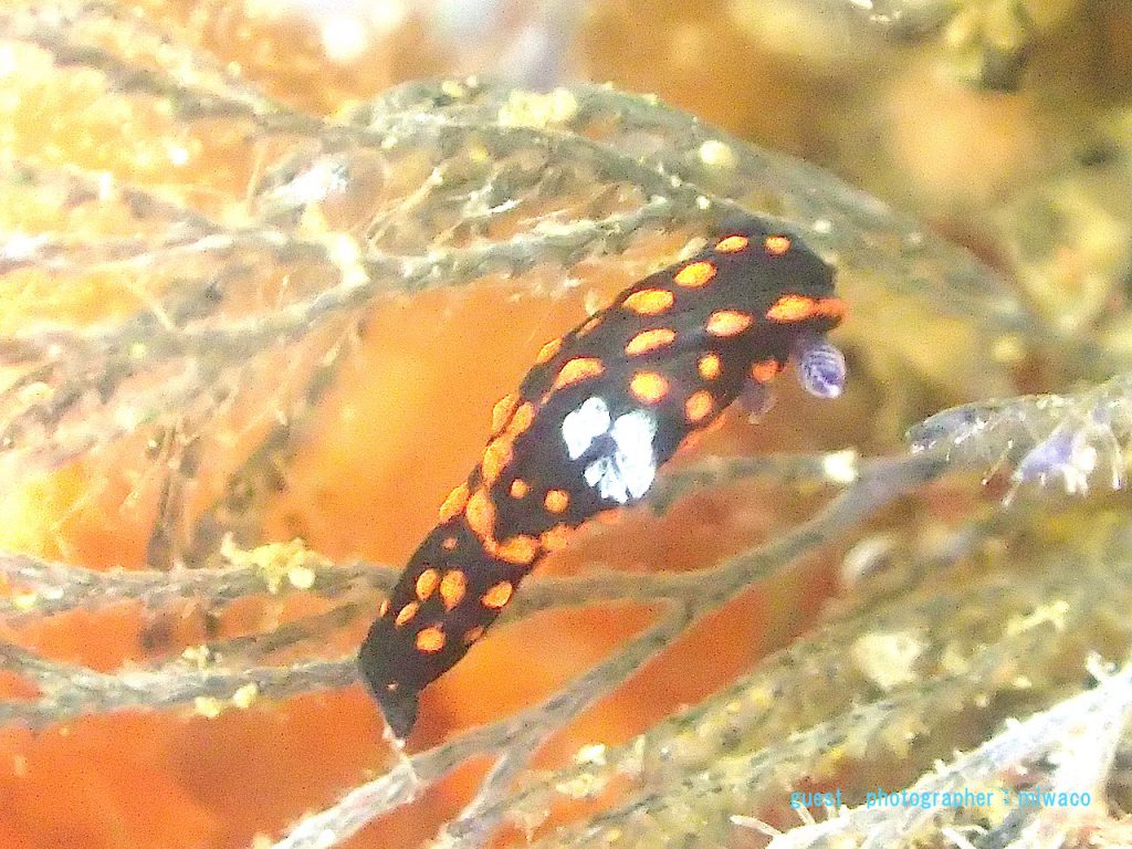 北川ボート　ベニゴマリュウグウウミウシ