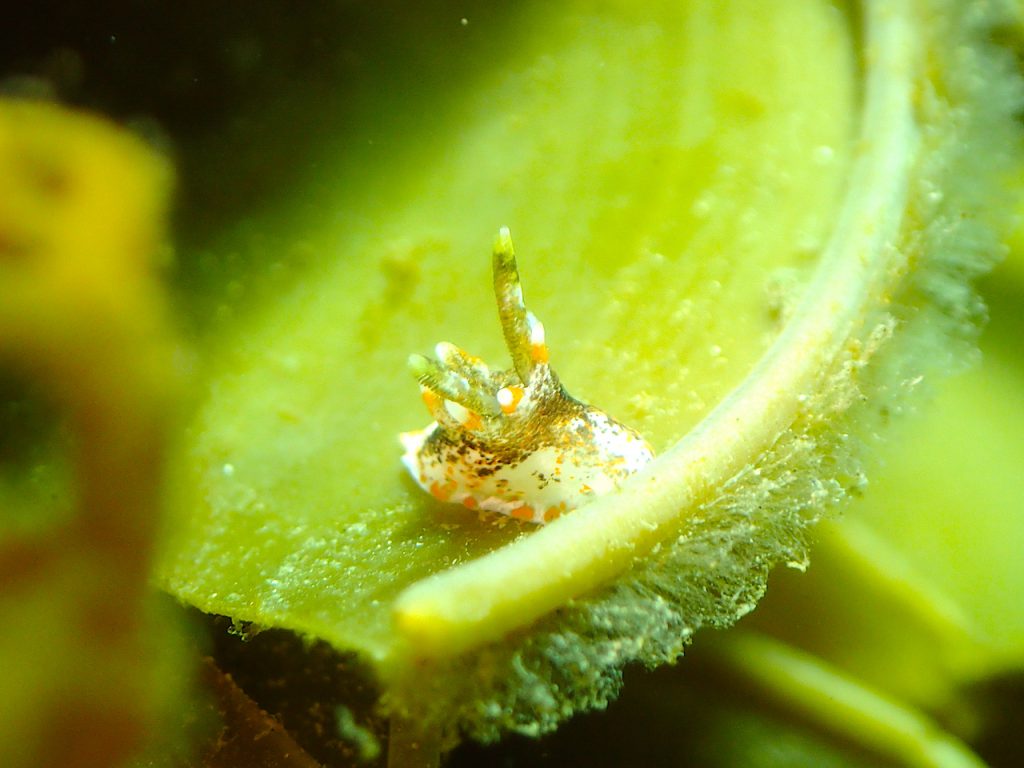 ウミウシ　平沢