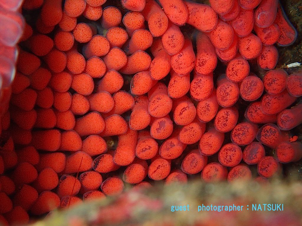 ボウシュウボラ たまご