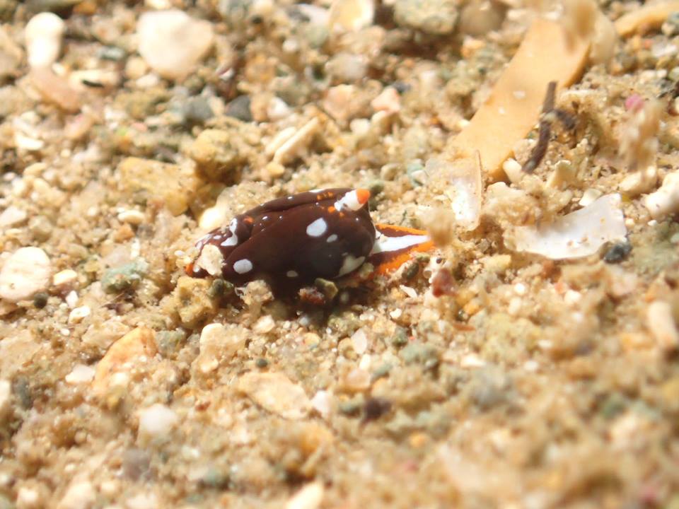 須崎ツアー 田ノ浦 アユカワウミコチョウ