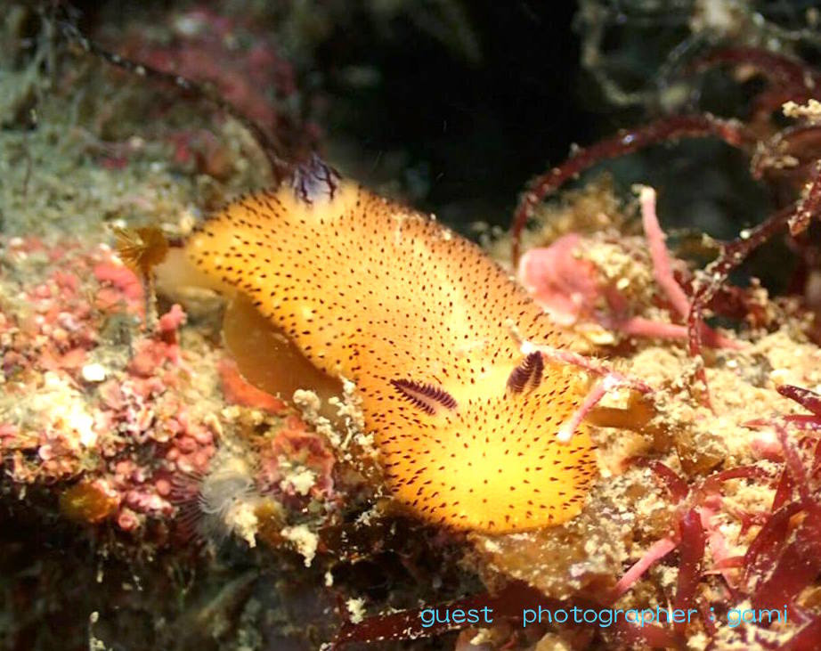 ゴマフビロードウミウシ 黄バージョン