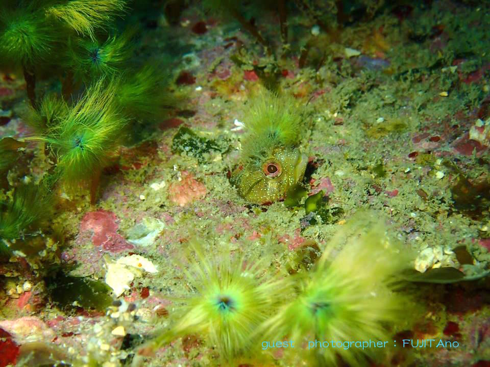 Namidea 紀伊半島ダイビングツアー