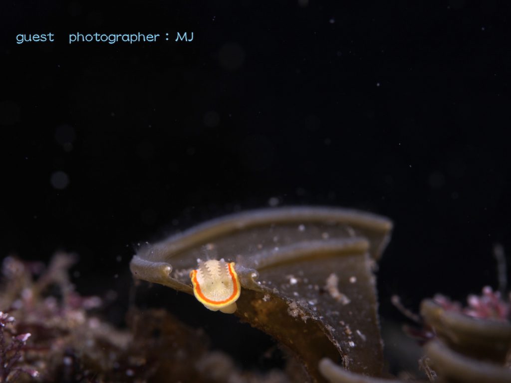 平沢のミツイラメリウミウシ