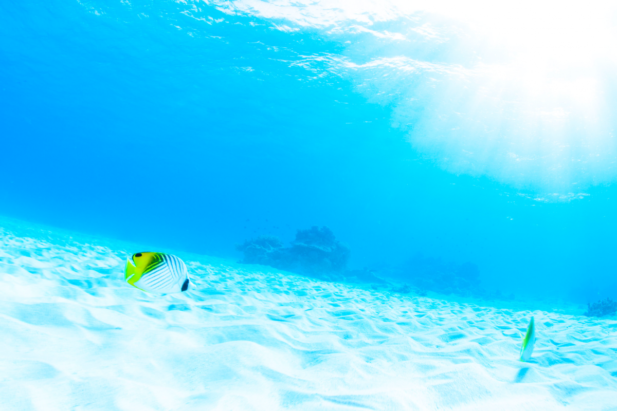 6月沖縄・ケラマ諸島ダイビングツアー