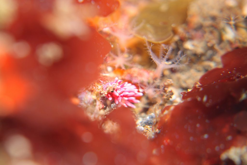 一眼レフに挑戦　ヒロウミウシ