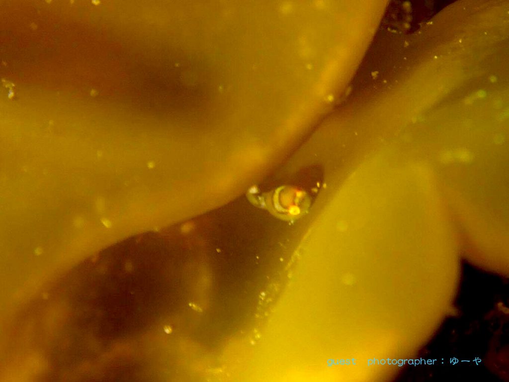 江の浦のダンゴウオ