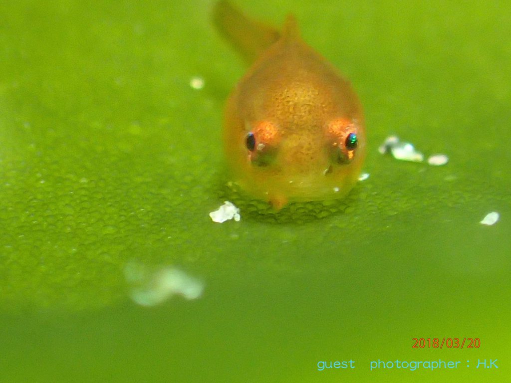 正面から見たダンゴウオ