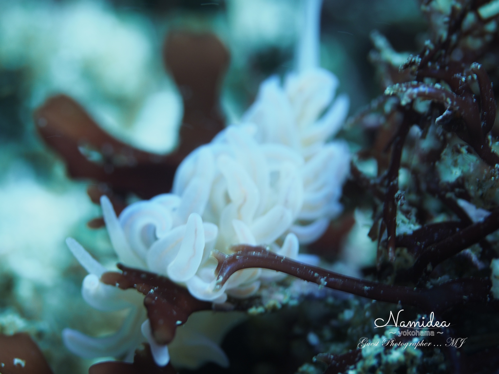 サガミミノウミウシ